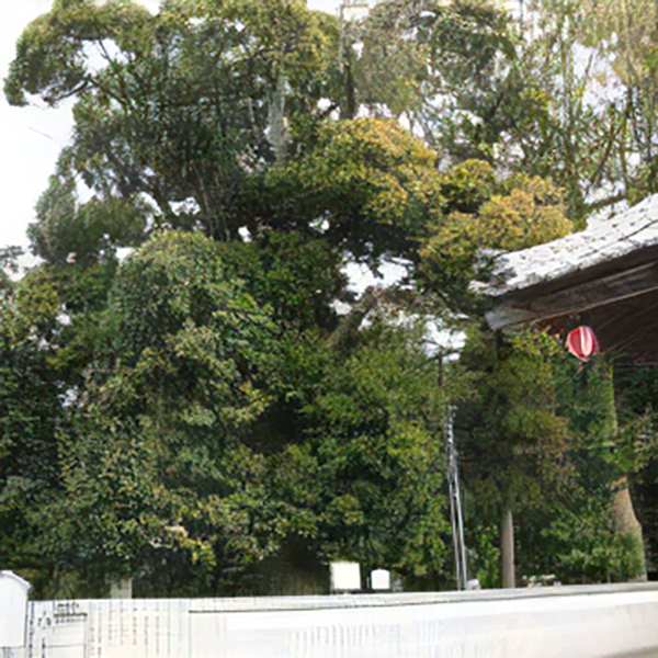 銘木つぶらじい（今治市指定文化財）